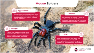 Finished Infographic on the Mouse Spider