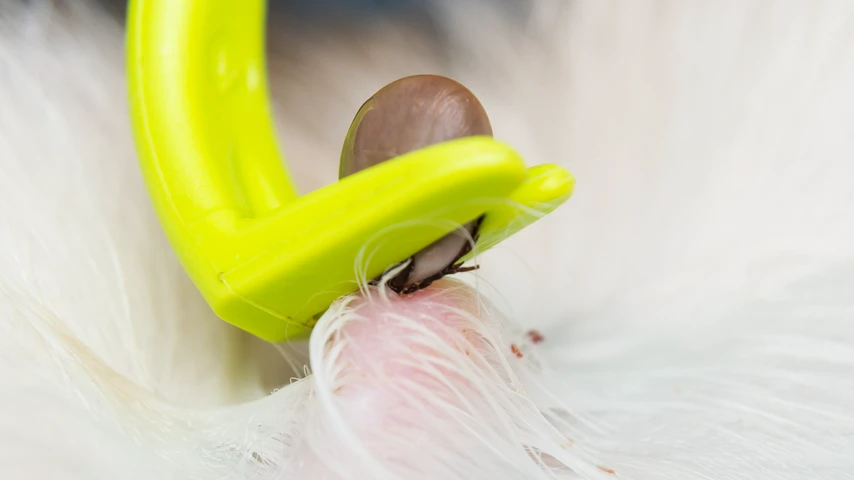 Removing a tick using a special tool