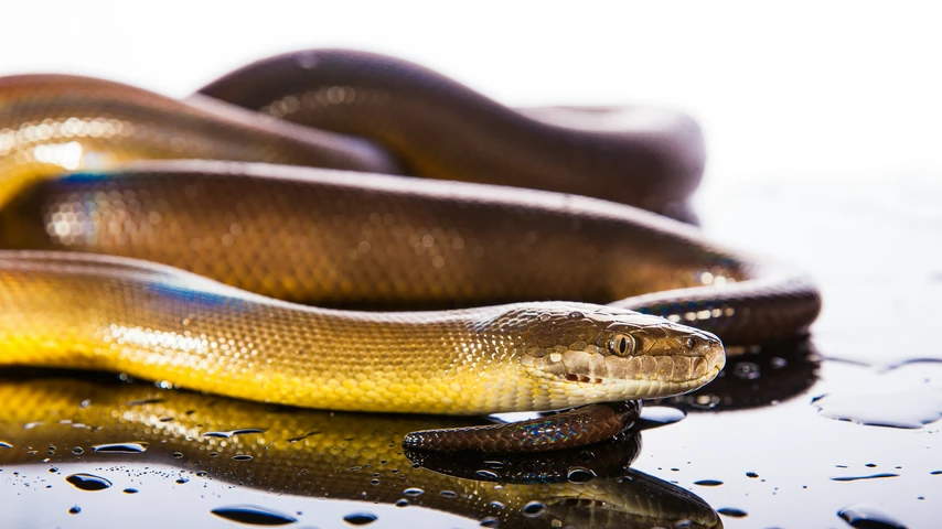 Water python sitting on wet surface